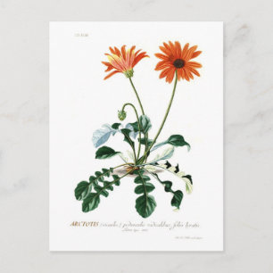 African Daisy Postkarte
