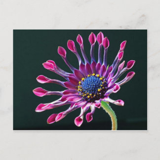 African Daisy Postkarte
