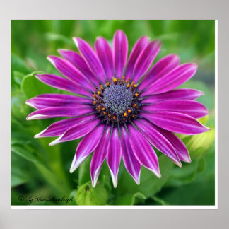 African Daisy Print Poster