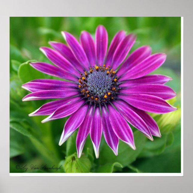 African Daisy Print Poster (Vorne)