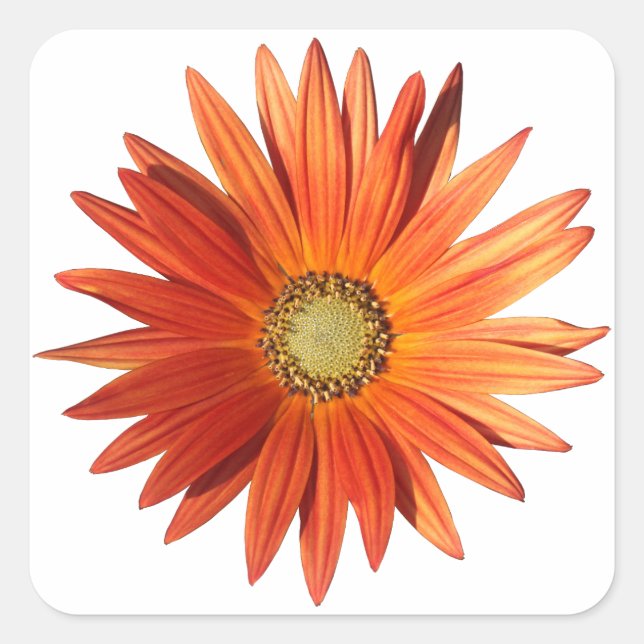 African Daisy Quadratischer Aufkleber (Vorderseite)