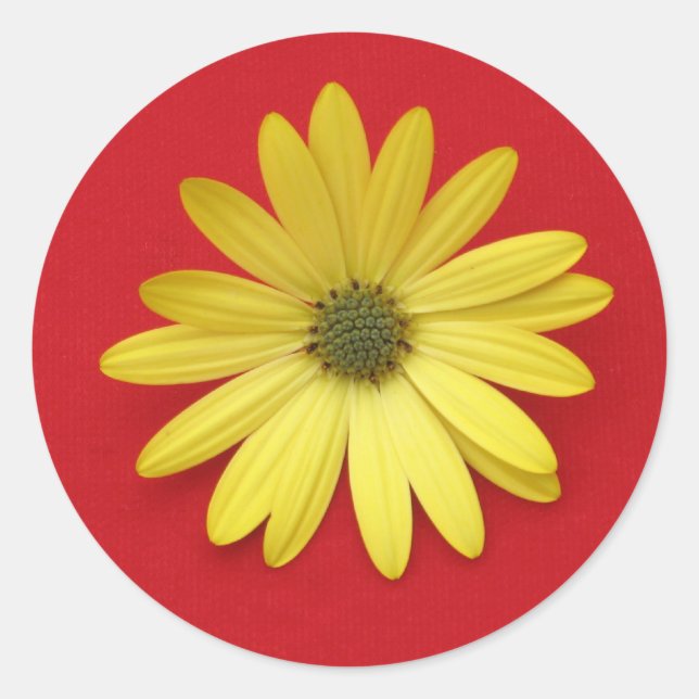 African Daisy Sticker (Vorderseite)
