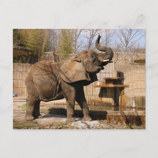 African_Elephant_001 Postkarte (Vorderseite)