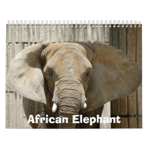 African_Elephant_005, afrikanischer Elefant Kalender