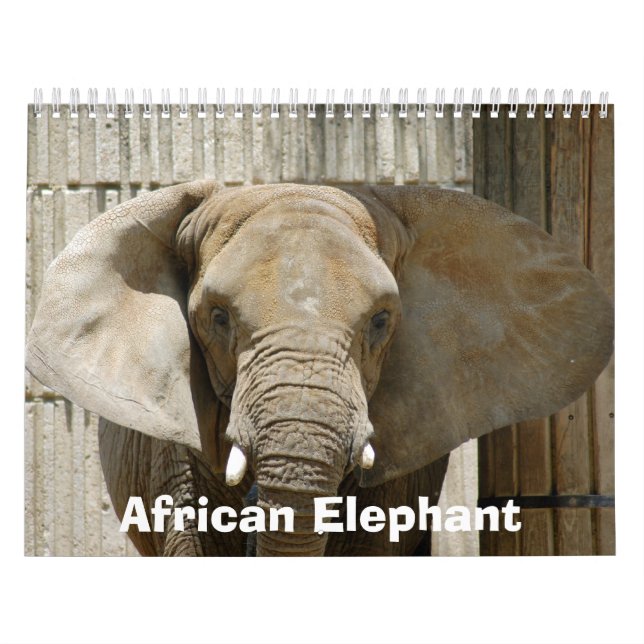 African_Elephant_005, afrikanischer Elefant Kalender (Titelbild)