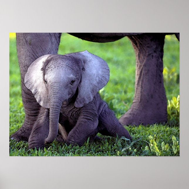 African Elephant Baby Portrait Poster Print (Vorne)