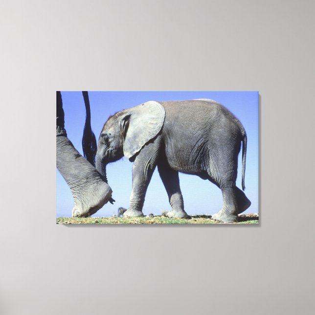 African Elephant Calf Leinwanddruck (Vorderseite)