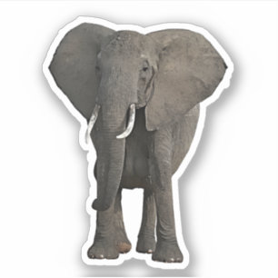 African Elephant Jungle Safari Animal Wildlife Art Aufkleber