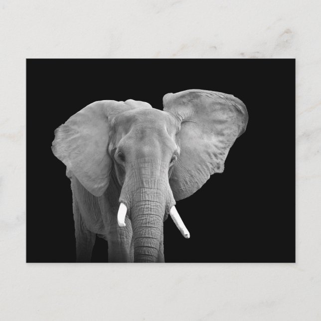 African Elephant on Black - Postcard Postkarte (Vorderseite)