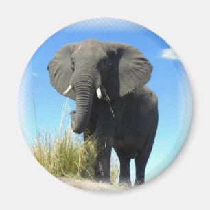African Elephant Round Magnet