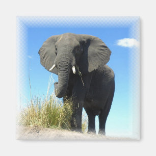 African Elephant Square Magnet