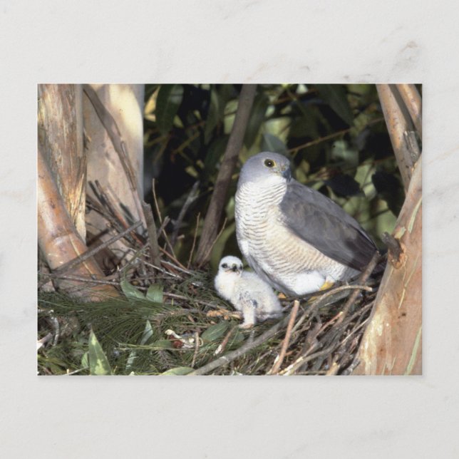 African Goshawk Postkarte (Vorderseite)
