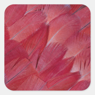 African-Graupapageienfeder-Design Quadratischer Aufkleber