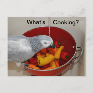 African Gray Cooking Kitchen Helper Postcard Postkarte