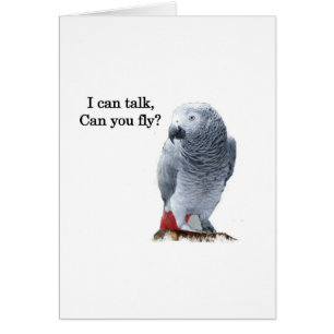 African Gray Ich kann reden, kannst du fliegen?