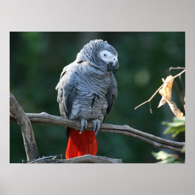 African Gray Paprot Print Poster (Vorne)