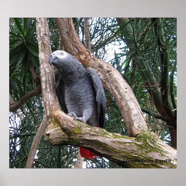 African Gray Paprot Print Poster (Vorne)