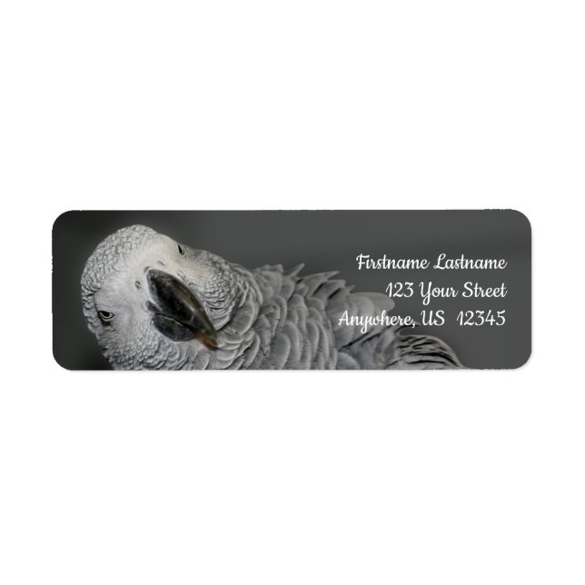 African Gray Parrot Niedlich Bird Address (Vorne)