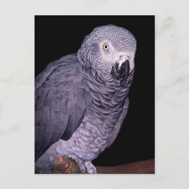 African Gray Parrot Postcard Postkarte (Vorderseite)