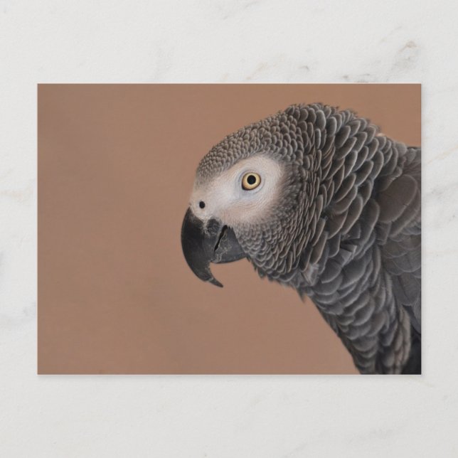 African Gray Parrot Postcard Postkarte (Vorderseite)