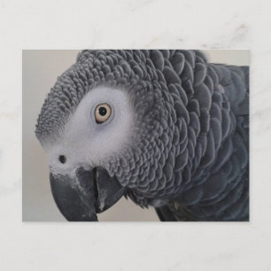 African Gray Parrot Postcard Postkarte
