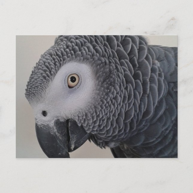 African Gray Parrot Postcard Postkarte (Vorderseite)