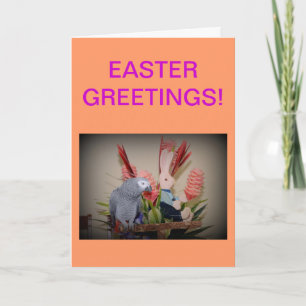 African Gray Parrot trifft Osterhase Feiertagskarte