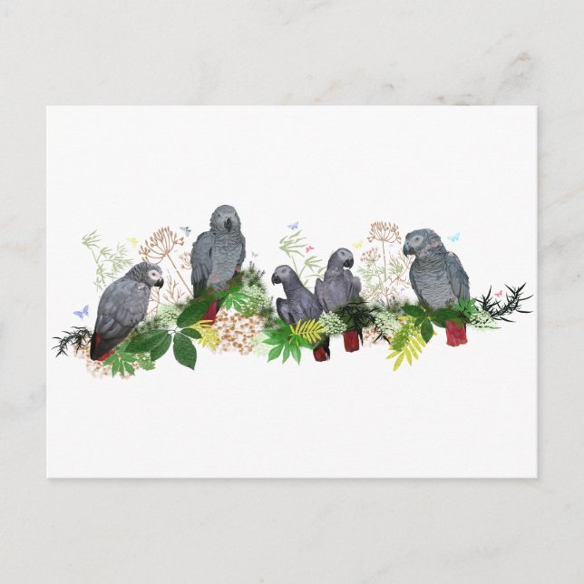 African Gray Parrots Party Postcard Postkarte (Vorderseite)