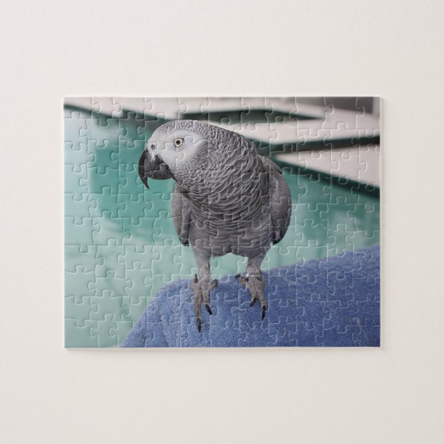 African Gray Pool Party Puzzle (Horizontal)