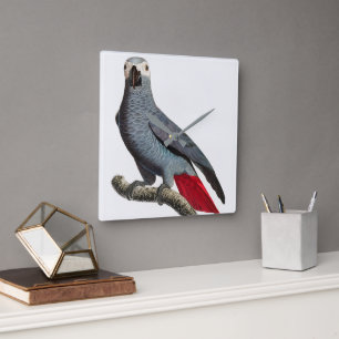 African Grey Papageien Kunst – Schöner Exotischer  Quadratische Wanduhr