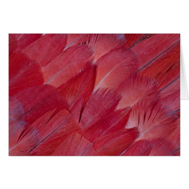 African Grey Parrot Feather Design (Vorderseite (Horizontal))