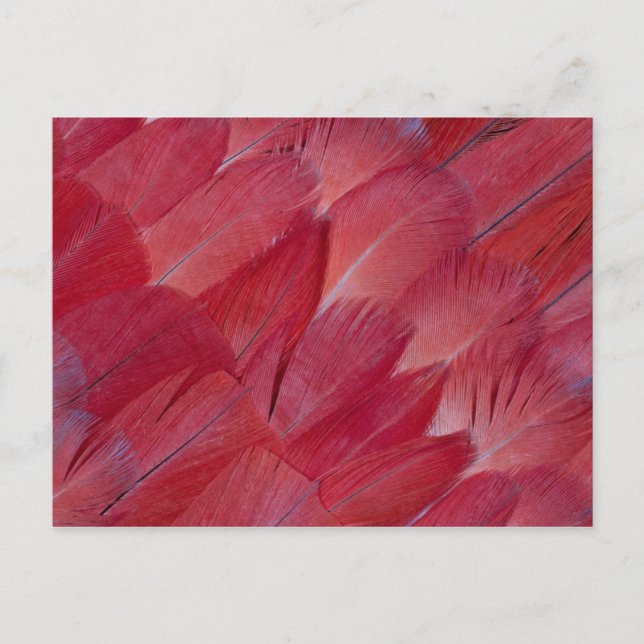 African Grey Parrot Feather Design Postkarte (Vorderseite)