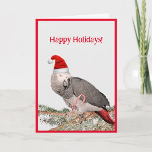 African Grey Parrot Holiday Grußkarte Karte