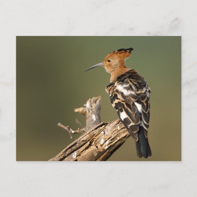 African Hoopoe Postkarte (Vorderseite)