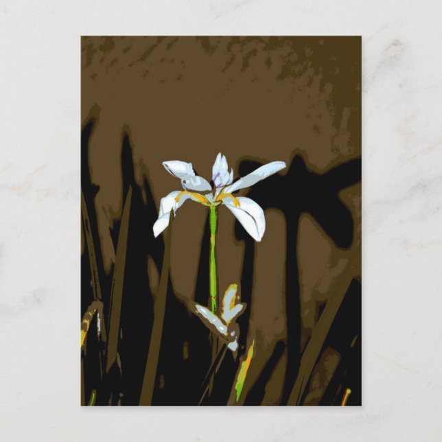 African Iris Fortnight Lily Blume Postkarte (Vorderseite)
