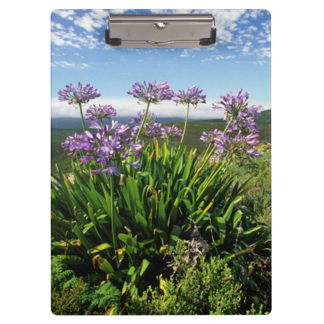 African Lily (Agapanthus praecox), Mossel Bay Klemmbrett (Vorderseite)