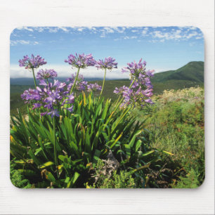 African Lily (Agapanthus praecox), Mossel Bay Mousepad