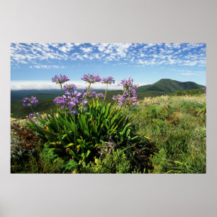 African Lily (Agapanthus praecox), Mossel Bay Poster