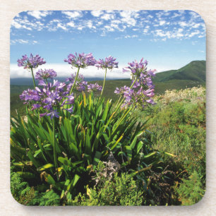 African Lily (Agapanthus praecox), Mossel Bay Untersetzer