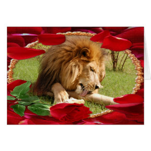 african-lion-00069-65x45