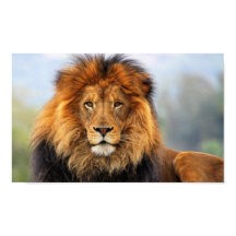 African Lion 1 Poster