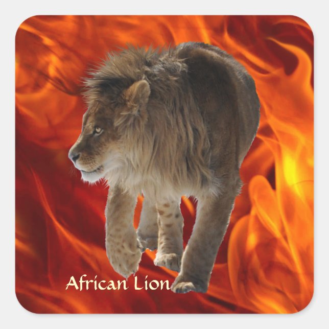 AFRICAN LION Big 5 Big Cat Wildlife Foto Stickers (Vorderseite)