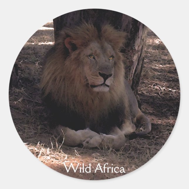 AFRICAN LION Big Five Cat Wildlife Stickers (Vorderseite)