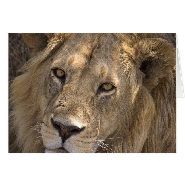 African Lion Cards (Vorderseite (Horizontal))