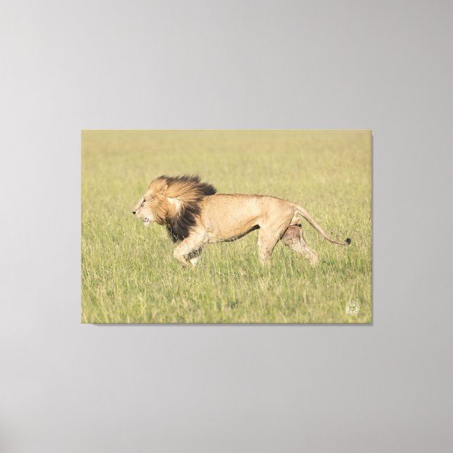 African Lion in der Savanna Wrapped Canvas Print Leinwanddruck (Vorderseite)