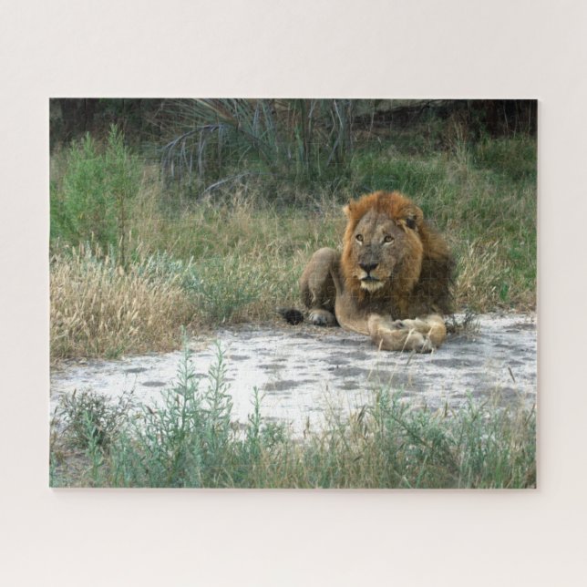 African Lion Jigsaw Puzzle (Horizontal)