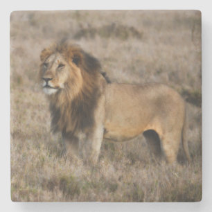 African Lion Marble Stone Untersetzer