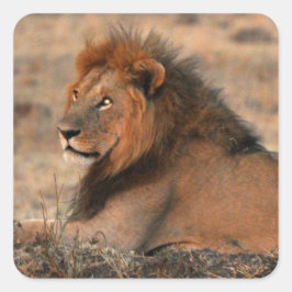African Lion Sticker