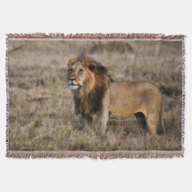 African Lion Throw Blanket Decke (Vorderseite)