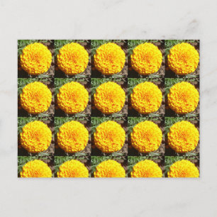 African Marigolds Pattern Postkarte